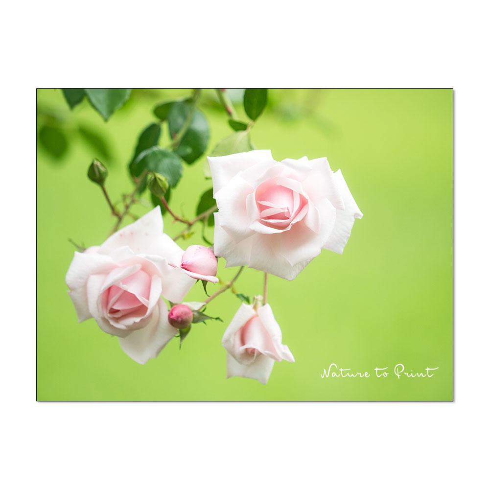 Spätes Glück mit rosa Rosen, Rosenbild auf Leinwand, Kunstdruck, Acryl, Alu, FineArt