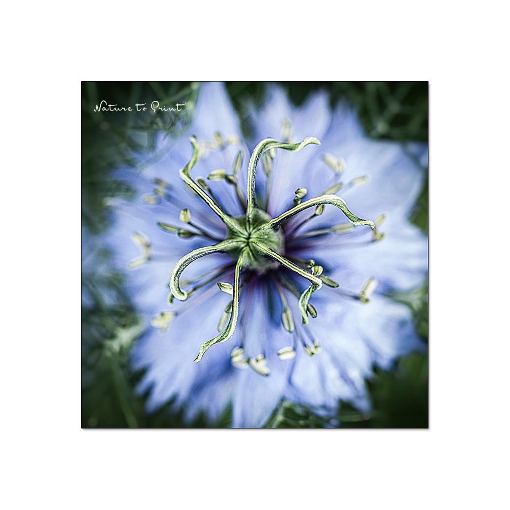 Blaues Wunder |  Quadratisches Blumenbild auf Leinwand