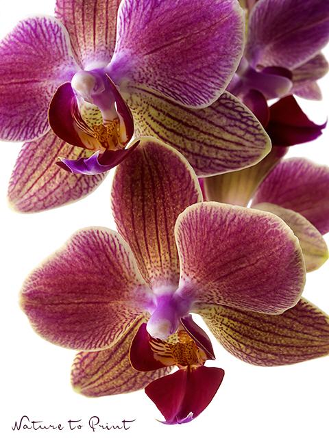 Blumenbild Schillernd schöne Nachtfalter-Orchidee