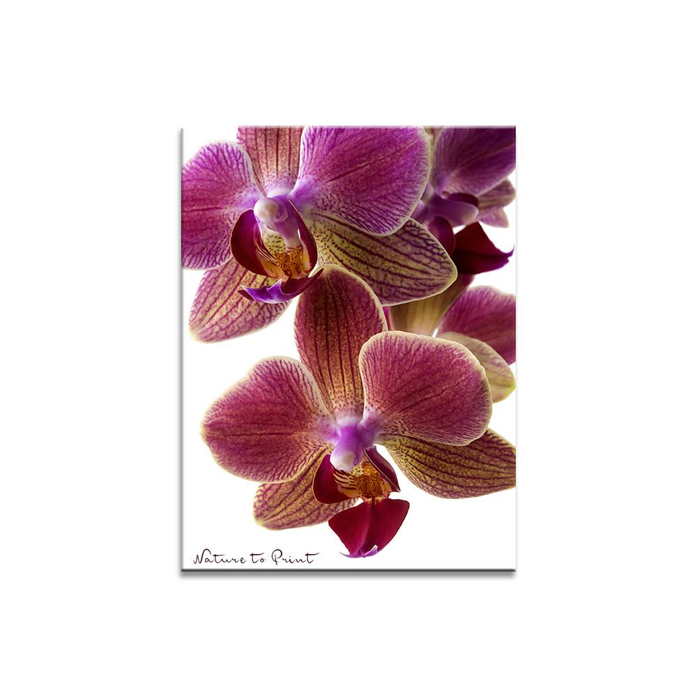 Schillernde Schönheit Blumenbild auf Leinwand, Kunstdruck, Acrylglas, Alu, Kissen