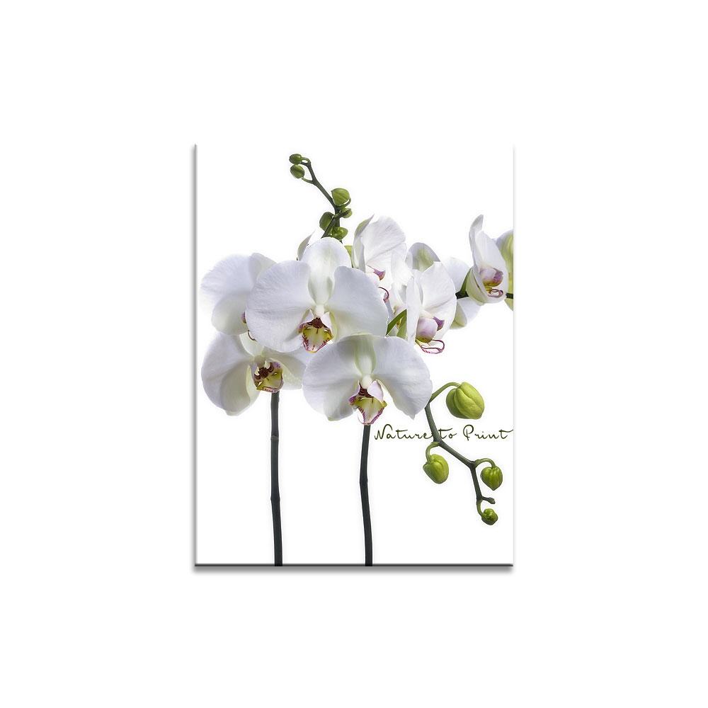 Orchideenbild: Auf die Spitze getrieben