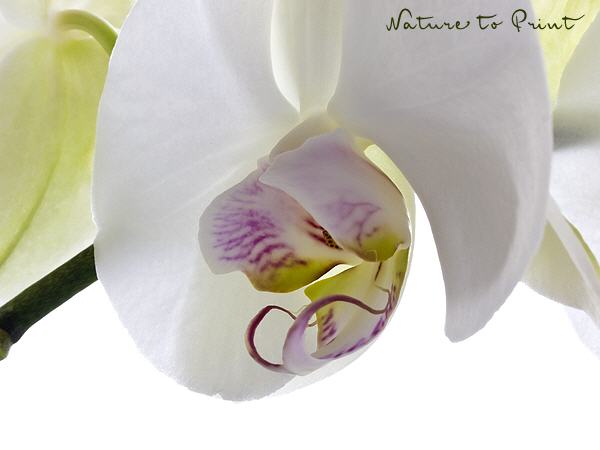 Orchideenbild Aphrodite erwacht