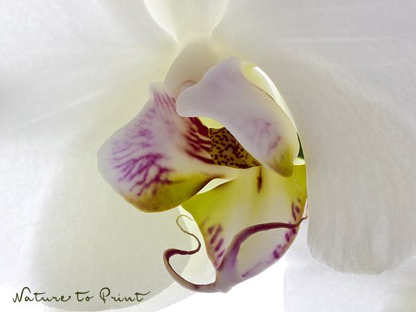 Orchideenbild: Big white Orchid