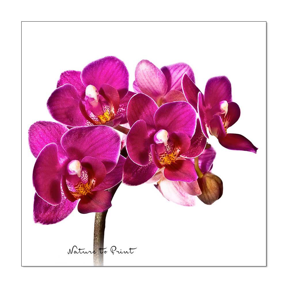 Lila Orchidee  Blumenbild auf Leinwand, Kunstdruck, FineArt, Acrylglas, Alu, Fototapete, Kissen