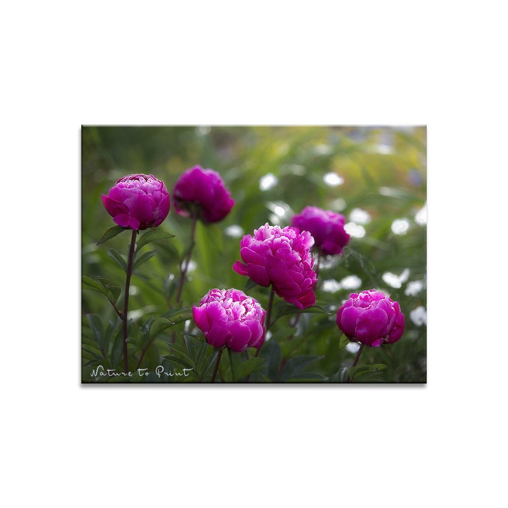 Pfingstrosen im Garten | Blumenbild auf Leinwand, Kunstdruck, FineArt, Acrylglas, Alu, Fototapete, Kissen