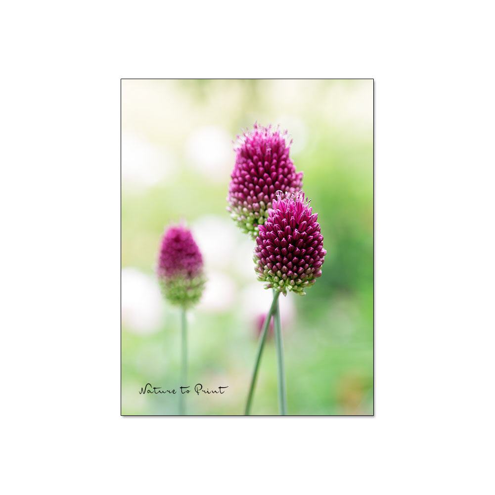Spaß mit Paukenschläger-Allium | Blumenbild auf Leinwand, Kunstdruck, FineArt, Acrylglas, Alu, Fototapete, Kissen