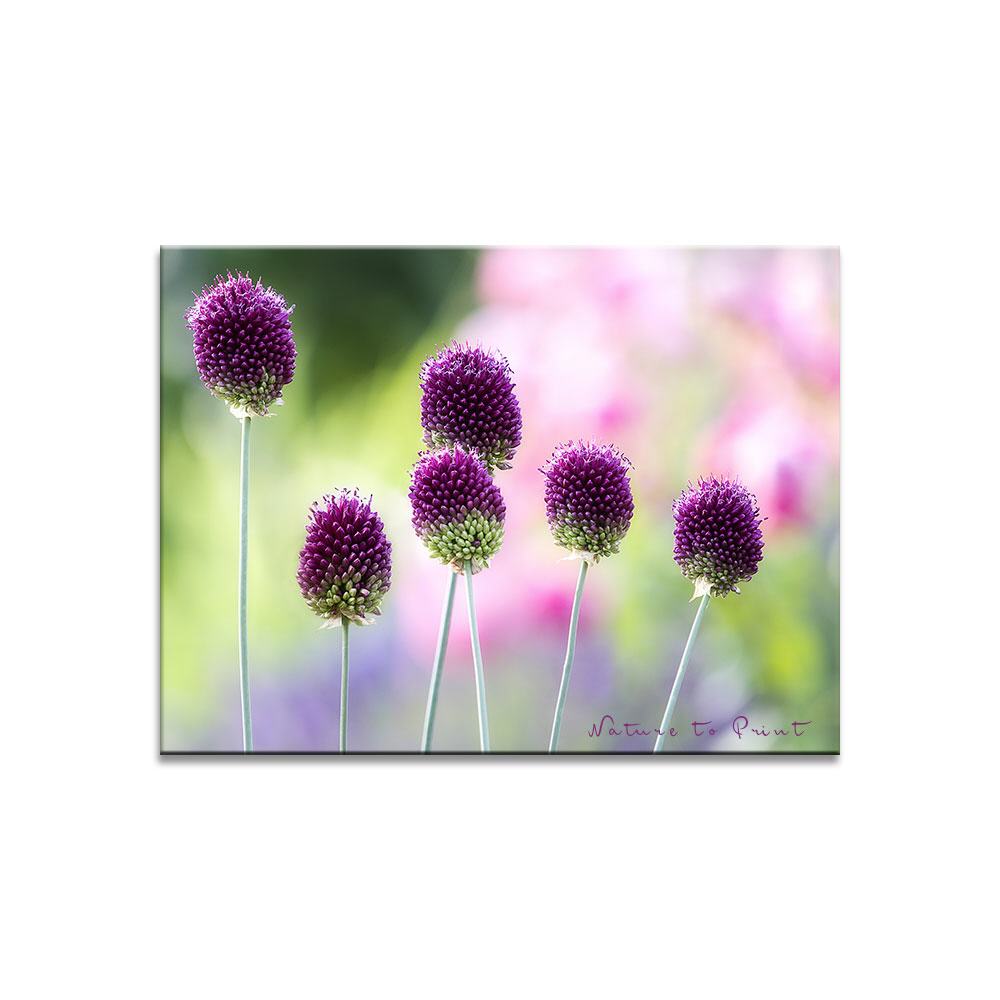Blumenbild: Spaß mit Purpur-Kugellauch