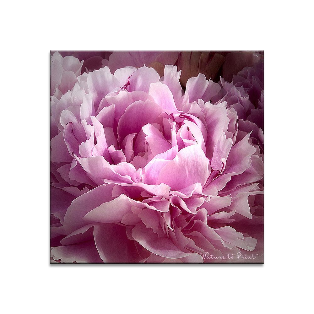 Pfingstrosen-Romanze | Quadratisches Blumenbild auf Leinwand