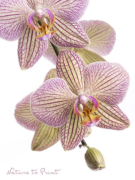 Blumenbild Geliebte Orchidee