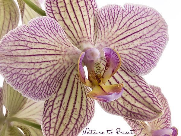 Blumenbild Junge Orchideen-Liebe