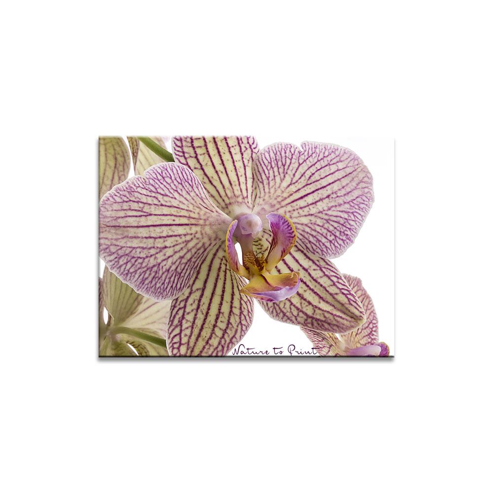 Junge Orchideen-Liebe Blumenbild auf Leinwand, Kunstdruck oder FineArt