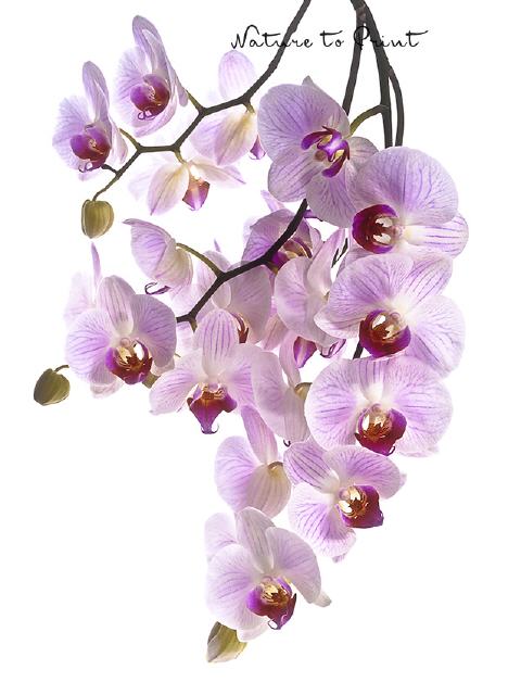 Blumenbild Eine Traube voller Orchideen