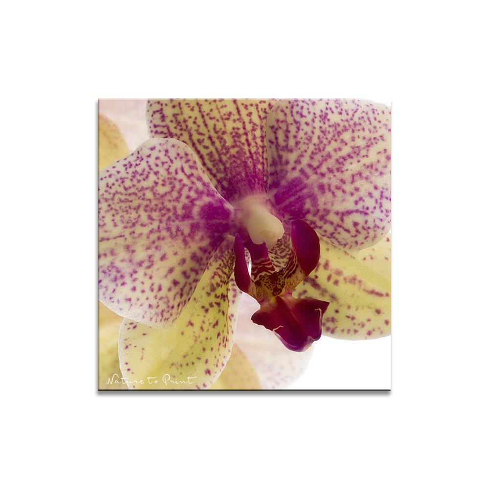 Leinwandbild Orchidee Phalaenopsis