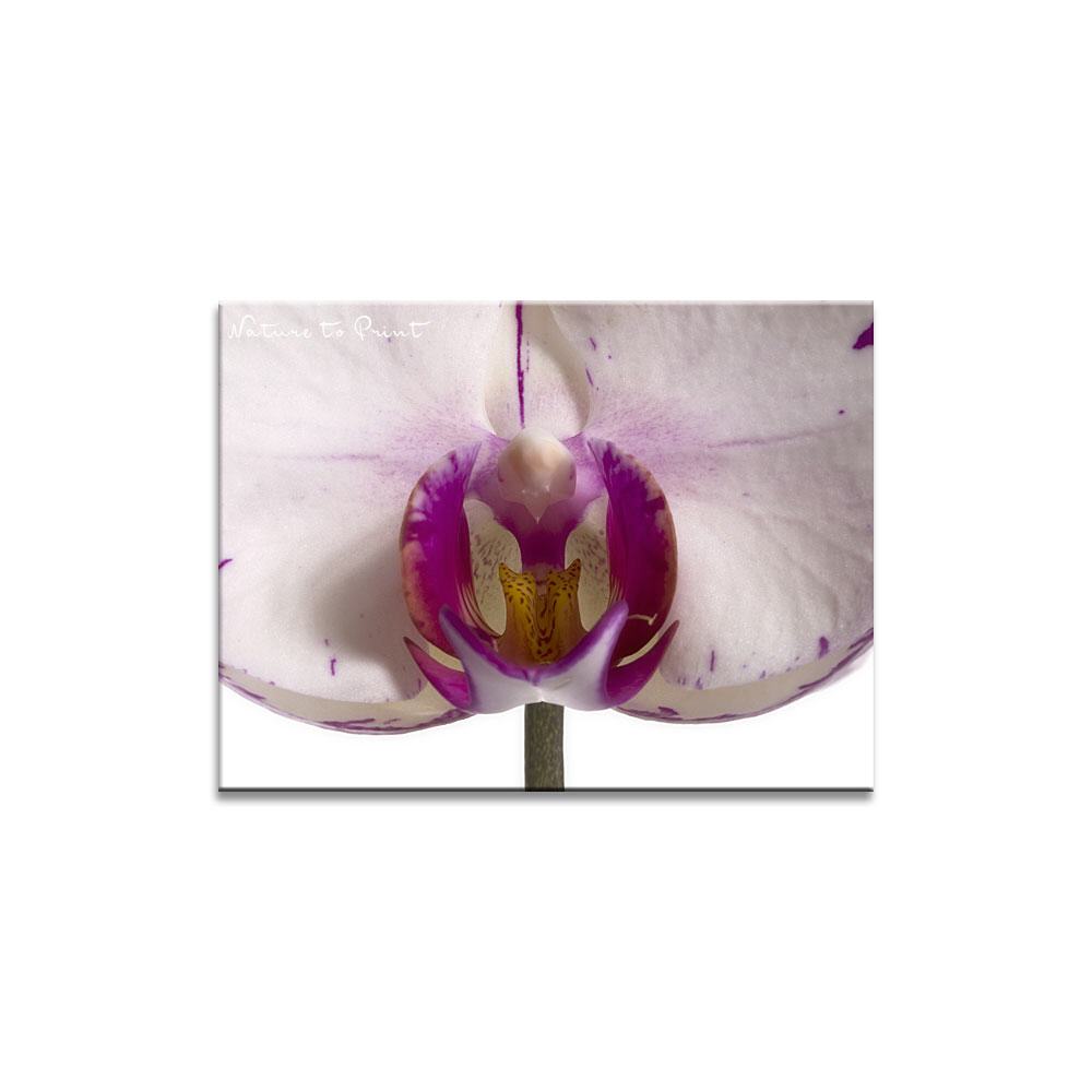 Orchideenbild: Phlaenopsis Minho Lightning
