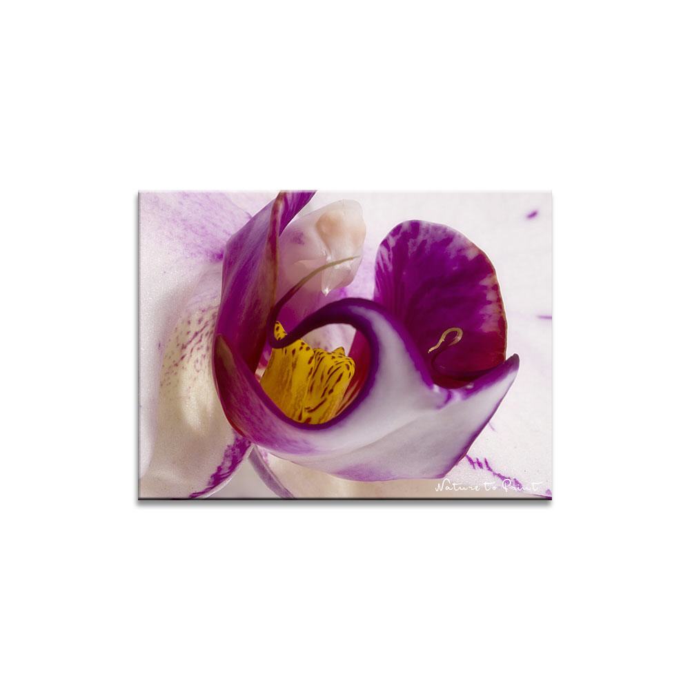 Orchideenbild: Das Zentrum der Maleienblume