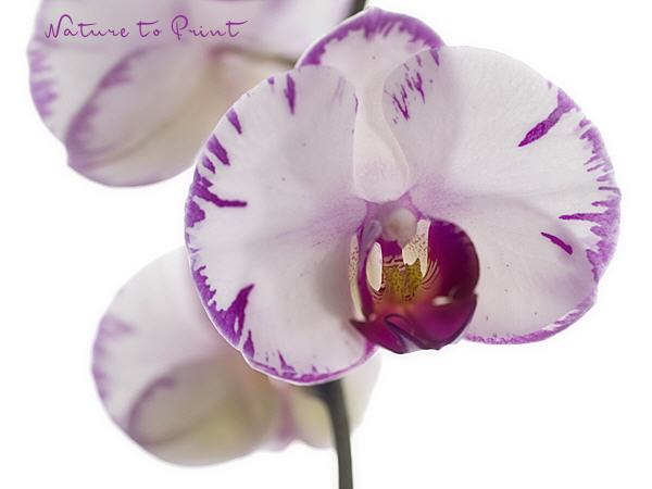 Orchideenbild Bezaubernde Schöne