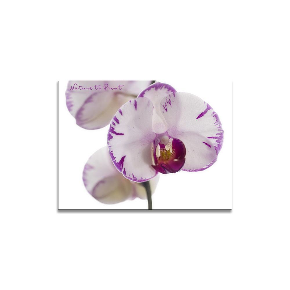 Orchideenbild: Bezaubernde Schöne