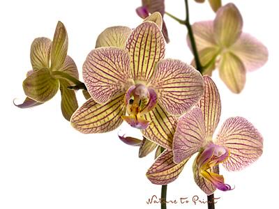 Blumenbild: Grazile Orchidee