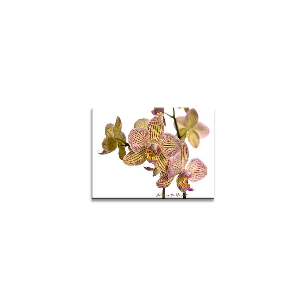 Blumenbild: Grazile Orchideenblüten