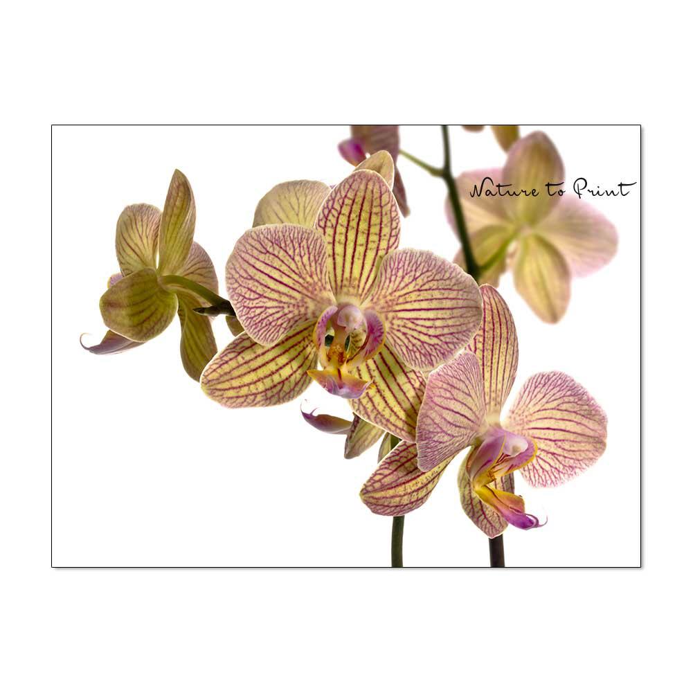 Grazile Orchidee Blumenbild auf Leinwand, Kunstdruck oder FineArt