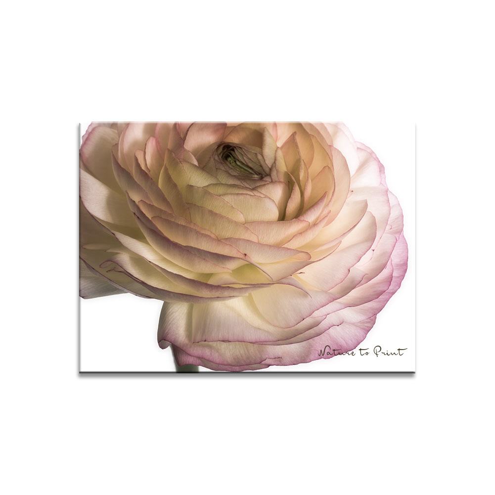 Romantische Ranunkel | Blumenbild auf Leinwand, Kunstdruck, FineArt, Acrylglas, Alu, Fototapete, Kissen