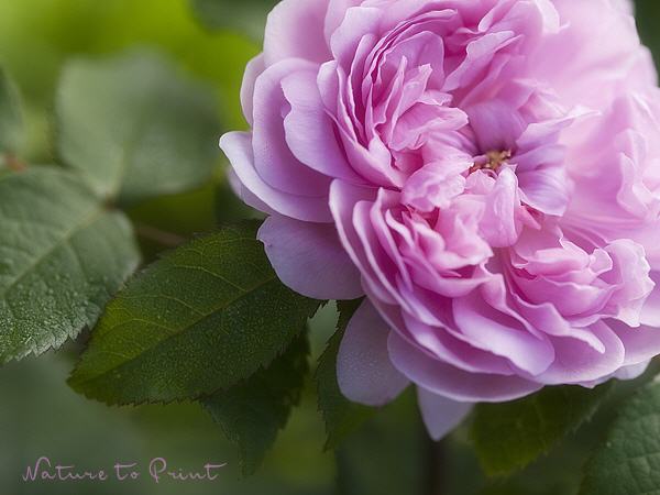 Rosenbild Persische Rosenschönheit
