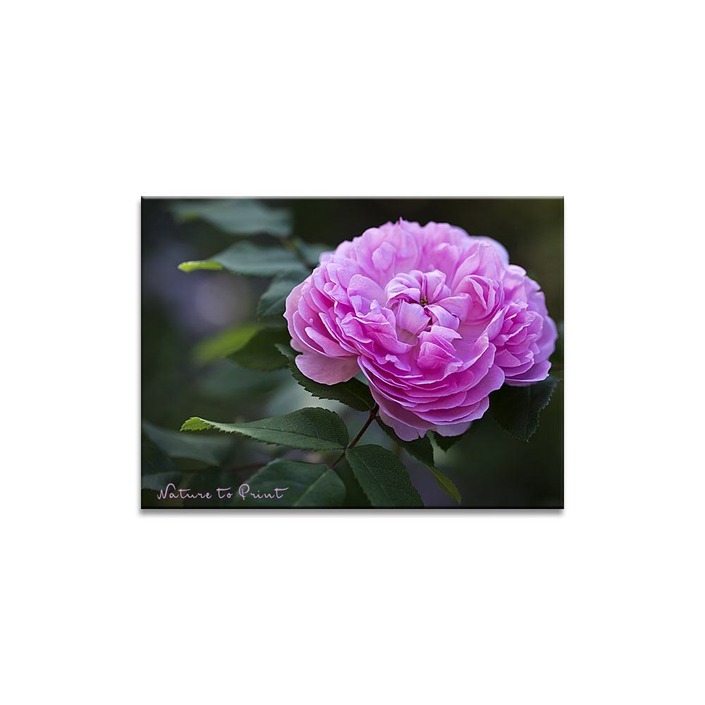 Rosenbild: Persische Rose