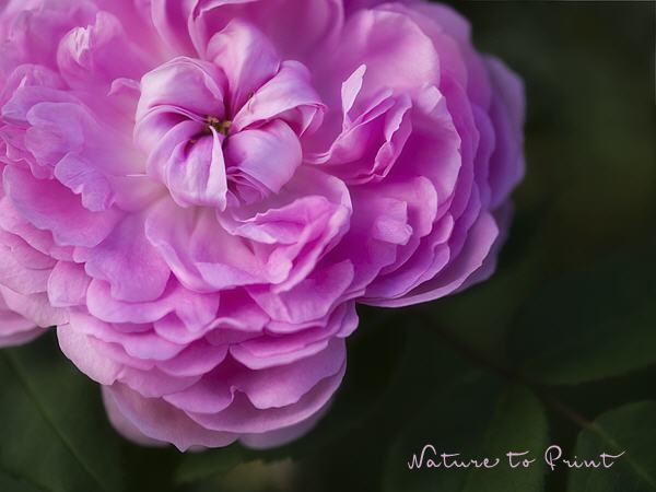 Rosenbild Persische Rose de Resht