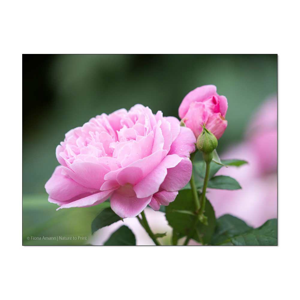 Mary Rose bezaubert alle  | Blumenbild auf Leinwand, Kunstdruck, Acryglas, Alu oder Fototapete