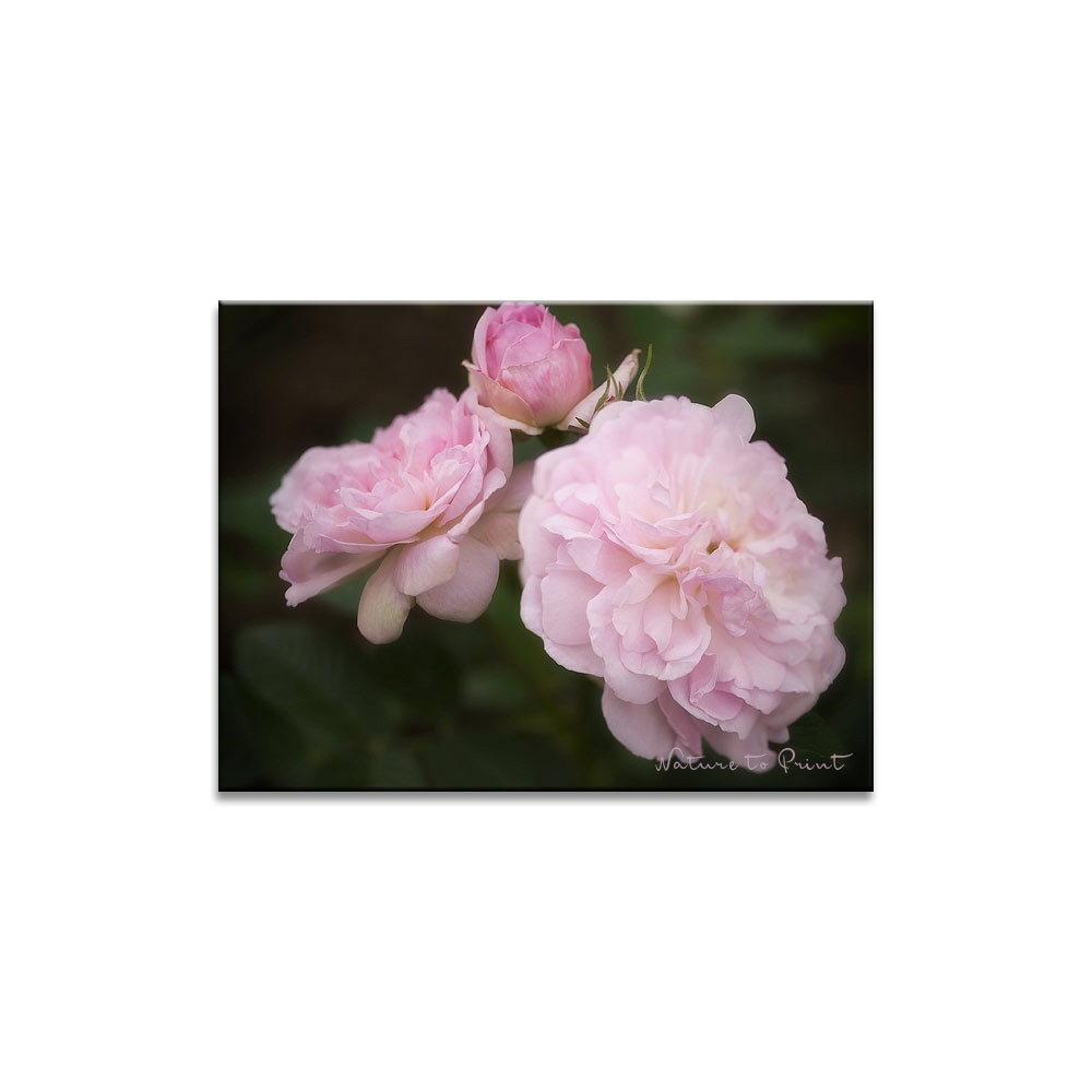 Rosenbild: Rosemoor erblüht