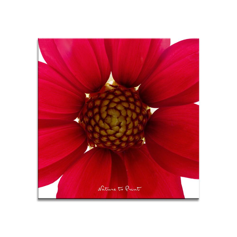Rote Dahlie Absolut Power | Quadratisches Blumenbild auf Leinwand