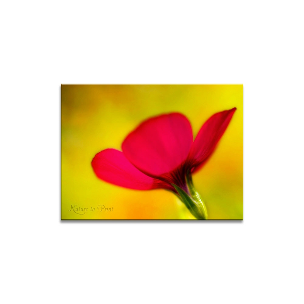 Blumen-Wandbild: Red Light