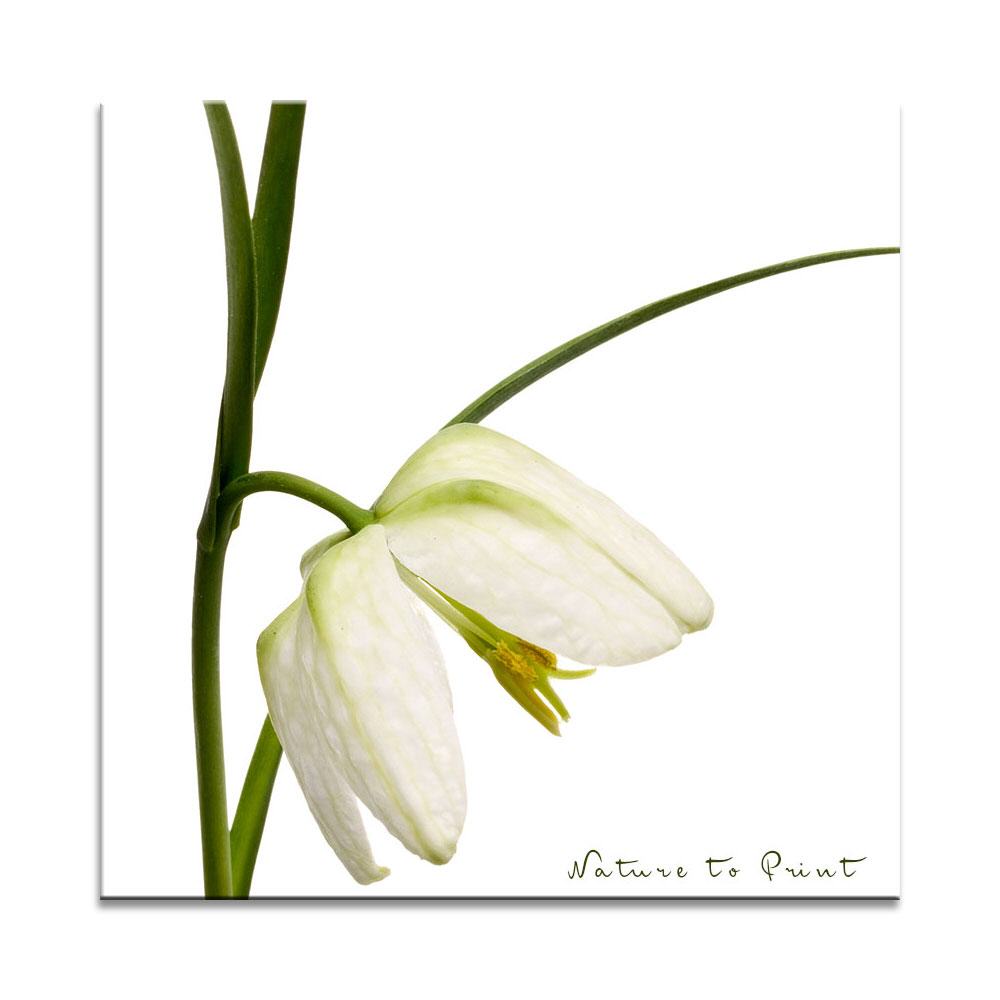 Quadratisches Leinwandbild Weiße Schachbrettblume