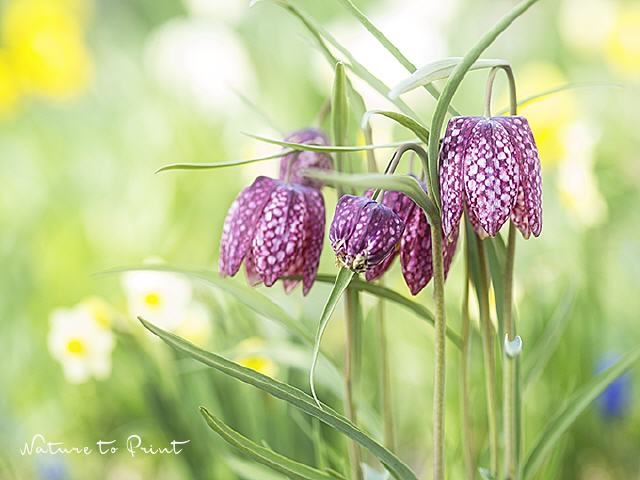 Blumenbild Frühlingsreigen mit Schachbrettblumen