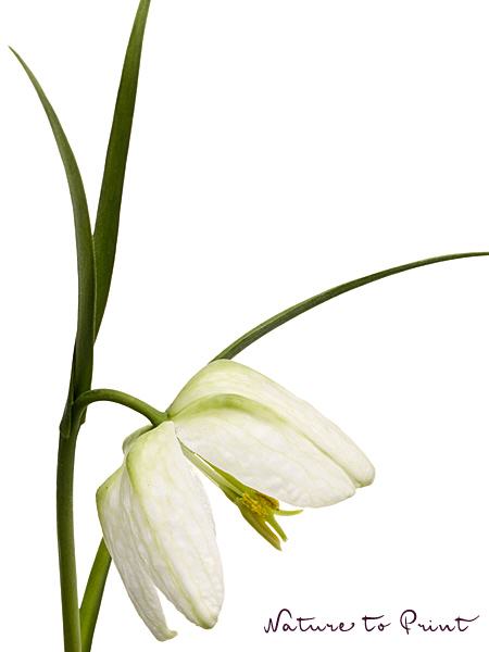 Blumenbild Weiße Schachbrettblume, freigestellt