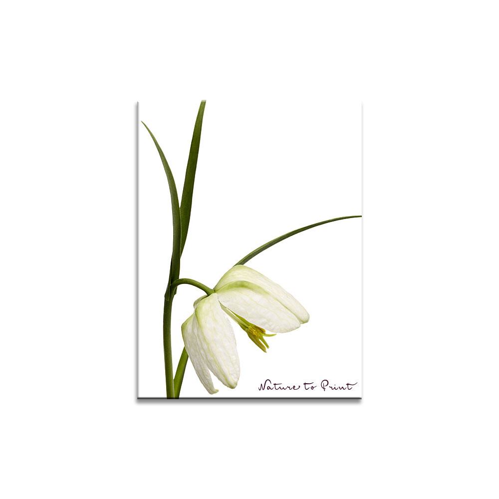 Weiße Schachbrettblume, Makro, freigestellt. Blumenbild auf Leinwand, Kunstdruck oder FineArt