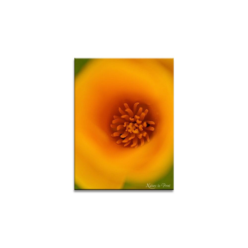 Makro Kalifornischer Goldmoh Blumenbild auf Leinwand, Kunstdruck, FineArt, Acrylglas, Alu, Fototapete, Kissen