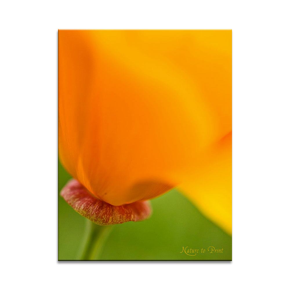Flatterhafter Goldmohn im Wind | Blumenbild auf Leinwand, Kunstdruck, FineArt, Acrylglas, Alu, Fototapete, Kissen