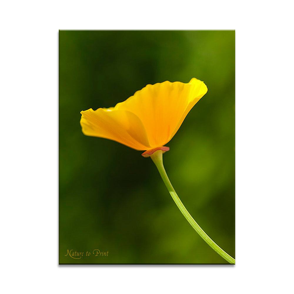 Gelber Goldmohn | Blumenbild auf Leinwand, Kunstdruck, FineArt, Acrylglas, Alu, Fototapete, Kissen