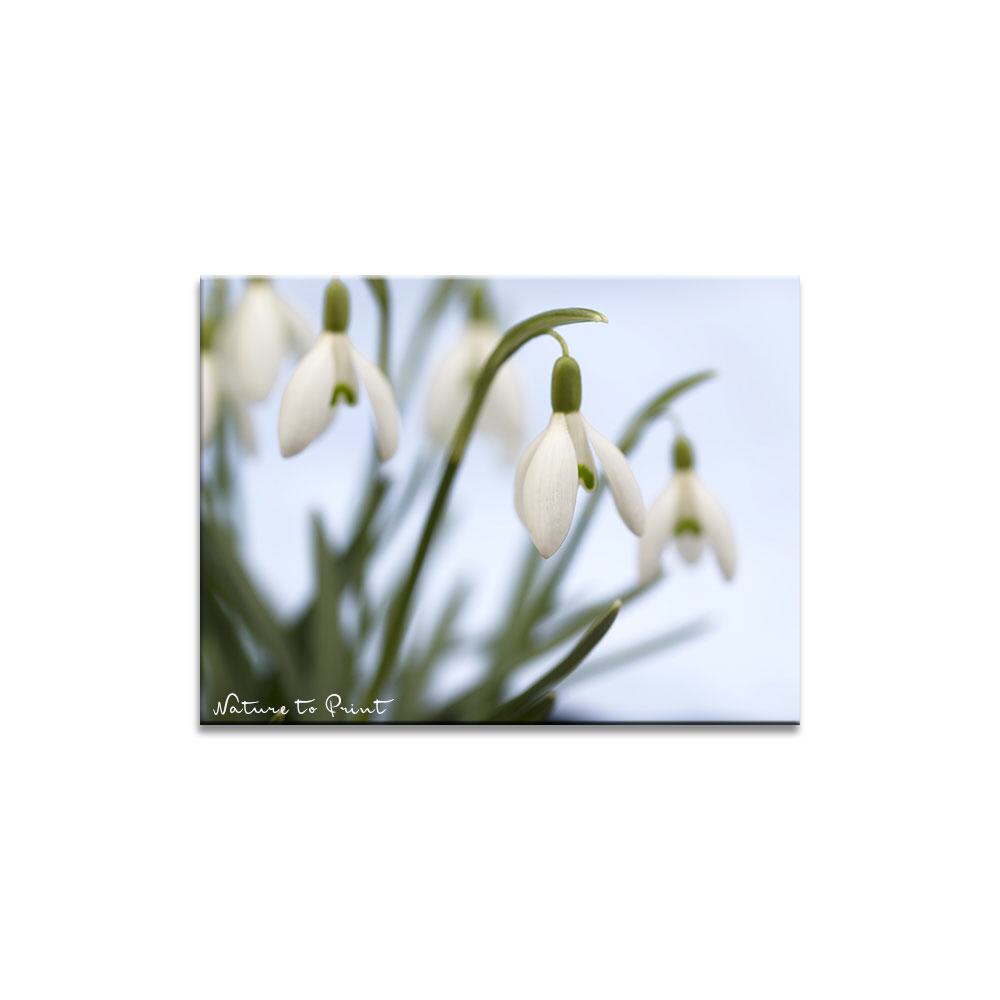 Schneeglöckchens Erwachen Blumenbild auf Leinwand, Kunstdruck, Acrylglas, Alu, Kissen