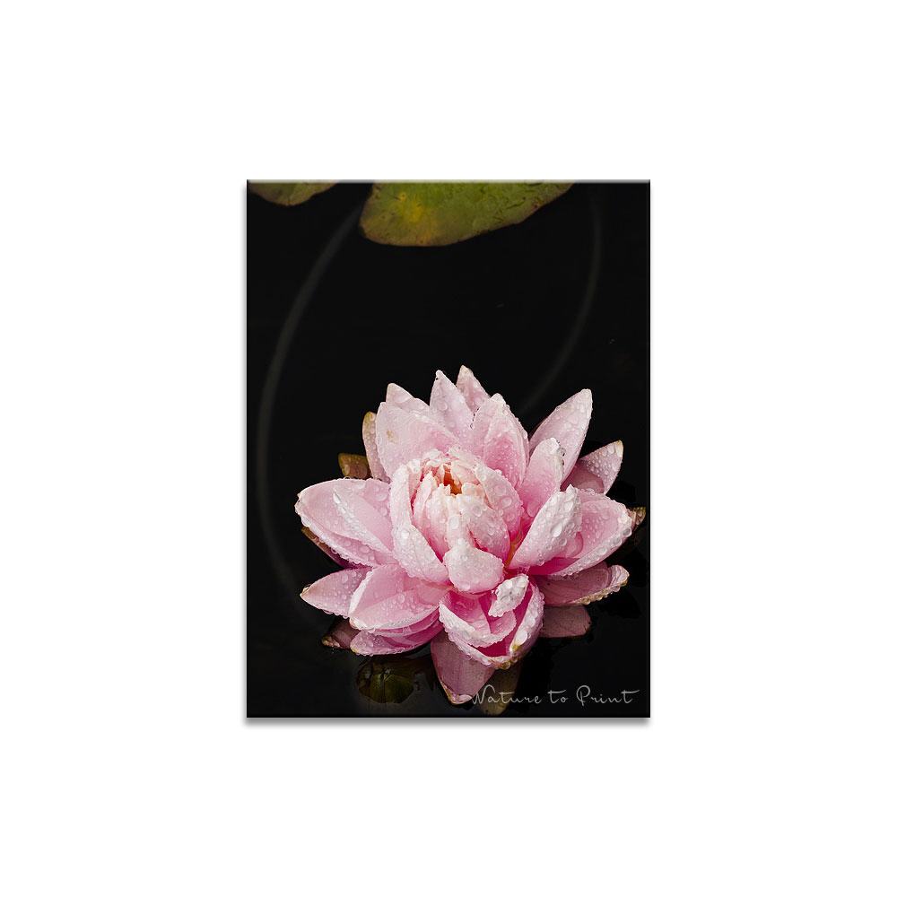 Seerose mit Blatt  | Blumenbild auf Leinwand, Kunstdruck, FineArt, Acrylglas, Alu-Dibond, Blumenkissen, Fototapete