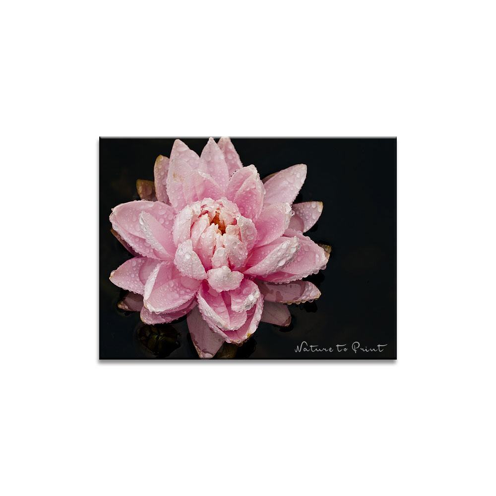 Rosa Seerose  Blumenbild auf Leinwand, Kunstdruck oder FineArt