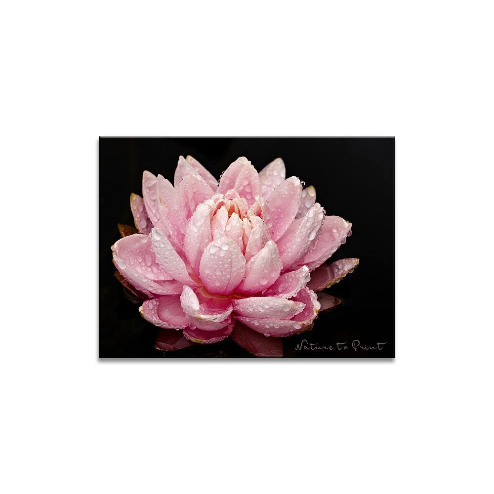 Pink Pons Lily | Blumenbild auf Leinwand, Kunstdruck, FineArt, Acrylglas, Alu-Dibond, Blumenkissen, Fototapete