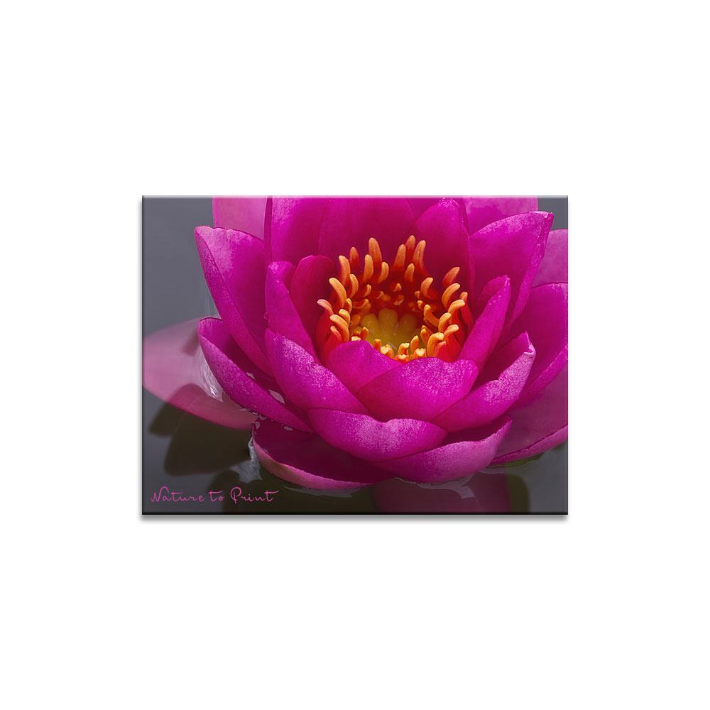 Seerose Hot Pink  | Blumenbild auf Leinwand, Kunstdruck, FineArt, Acrylglas, Alu-Dibond, Blumenkissen, Fototapete