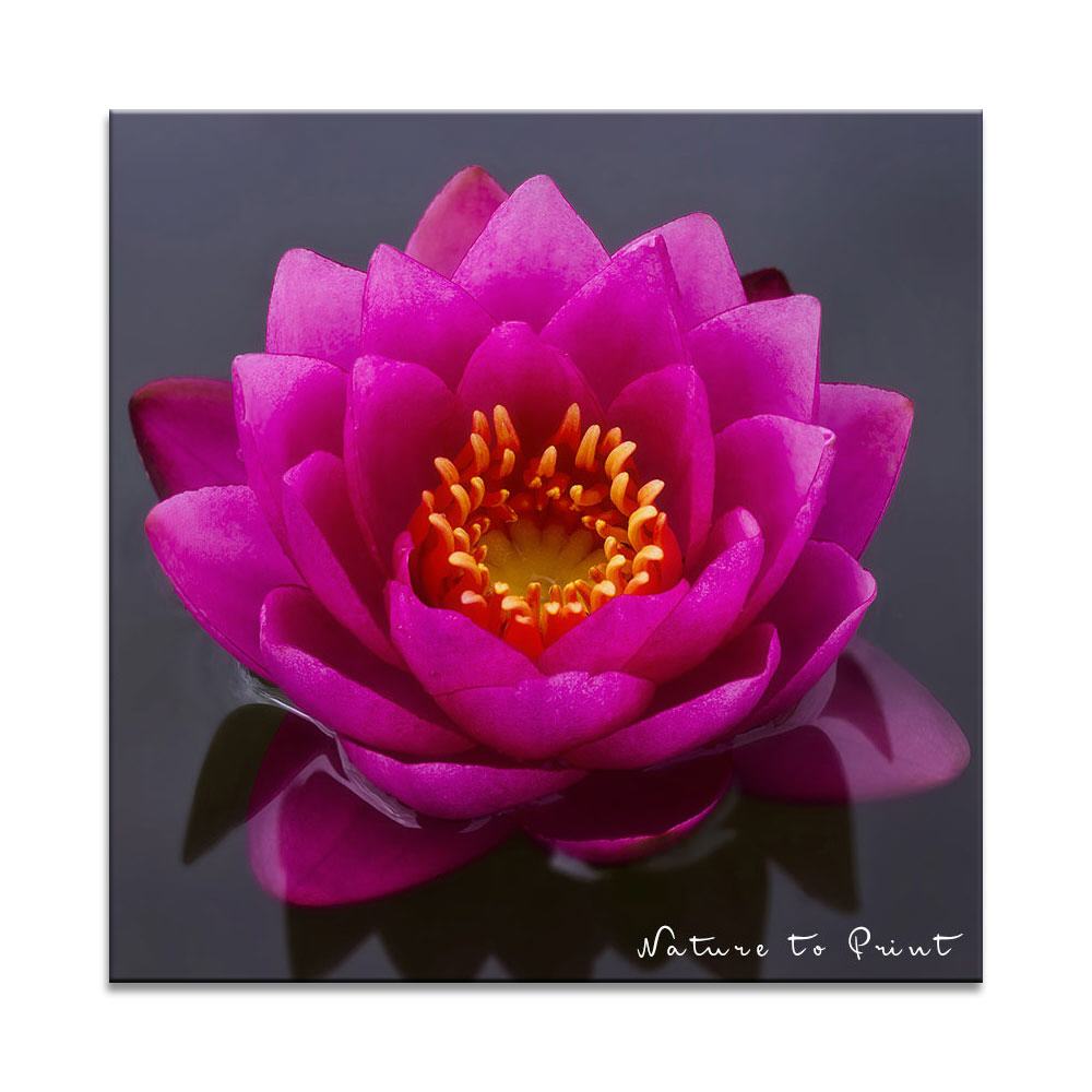 Seerose Pink Beauty im Teich  | | Quadratisches Blumenbild auf Leinwand