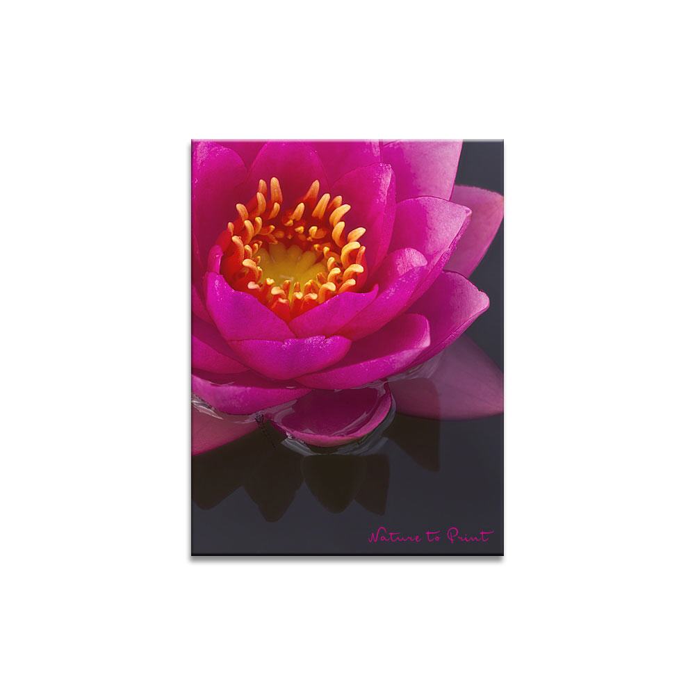 Seerose Hot Pink  Blumenbild auf Leinwand, Kunstdruck oder FineArt
