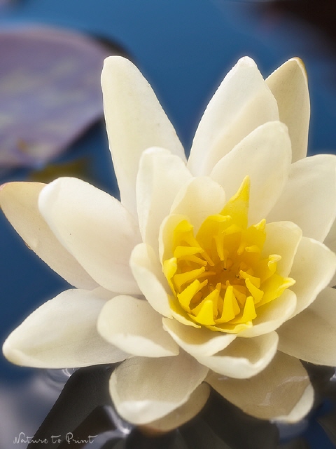 Blumenbild Meine kleine weiße Seerose
