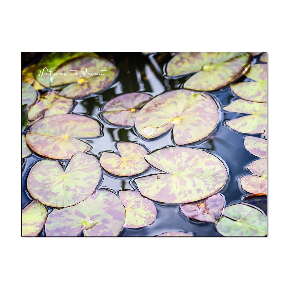 Am Seerosenteich   Blumenbild auf Leinwand, FineArt, Kunstdruck, Kissen