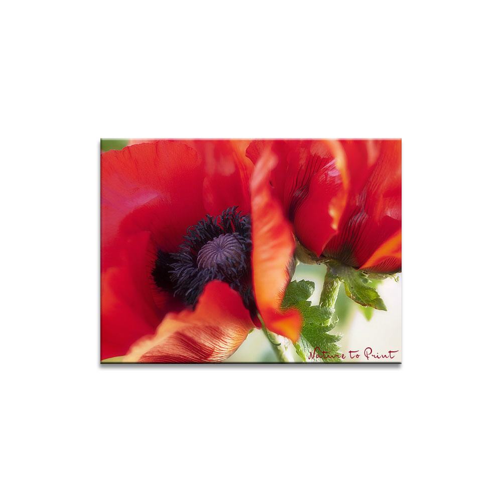 Mohn im Duett | Blumenbild auf Leinwand, Kunstdruck, FineArt, Acrylglas, Alu, Fototapete, Kissen