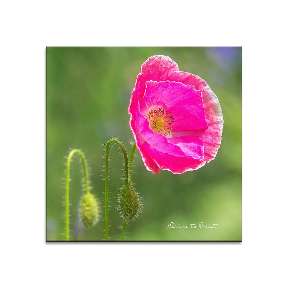 Seidenmohn in Pink  | Blumenbild auf Leinwand, Kunstdruck, FineArt, Acrylglas, Alu, Fototapete, Kissen